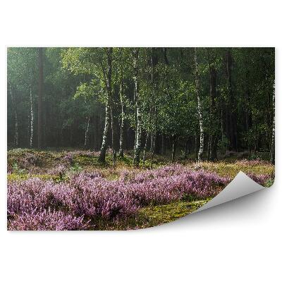 Fototapeta Vřesoviště na pozadí březového lesa