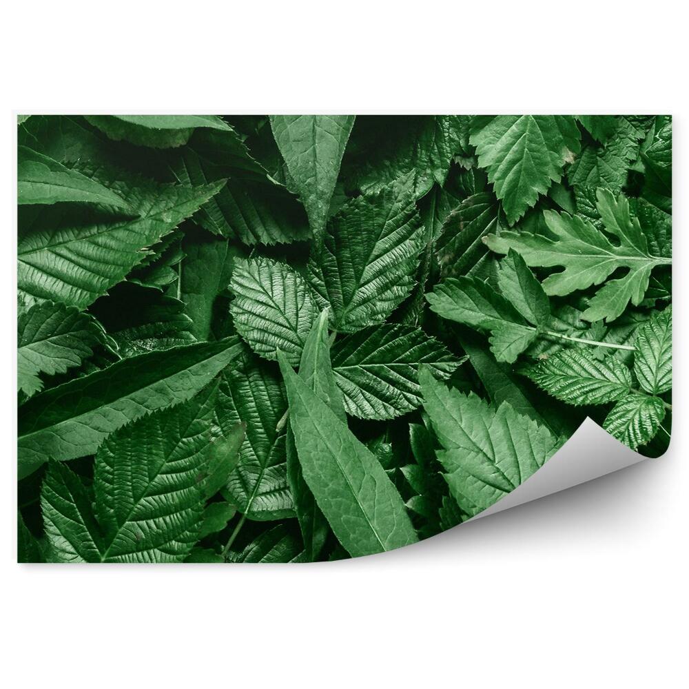 Fototapeta Rozptýlené listy bílé přírodní rám