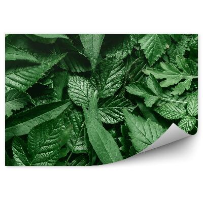 Fototapeta Rozptýlené listy bílé přírodní rám