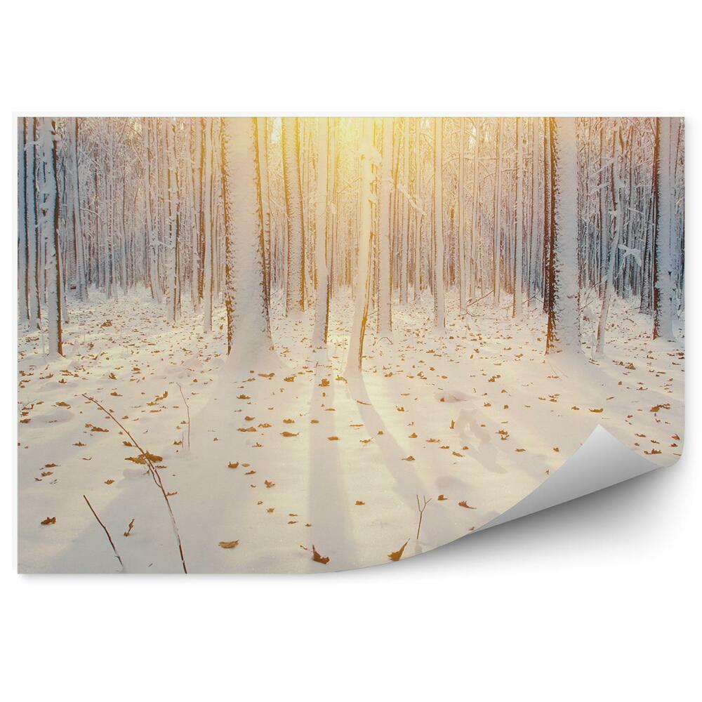 Samolepící fototapeta Zimní les západ slunce příroda