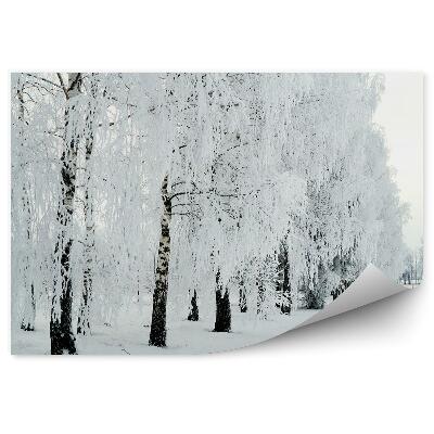 Samolepící fototapeta březový les zimní sníh