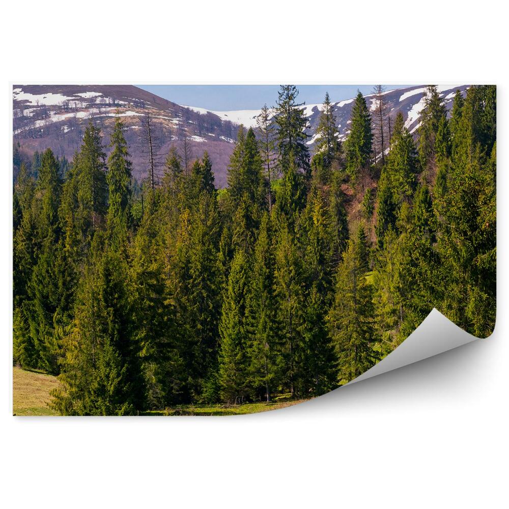 Fototapeta Jehličnatý les hory obloha mraky