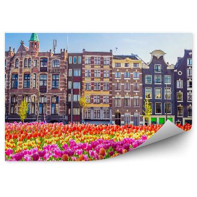 Fototapeta na zeď Amsterdam strom tulipánové pole