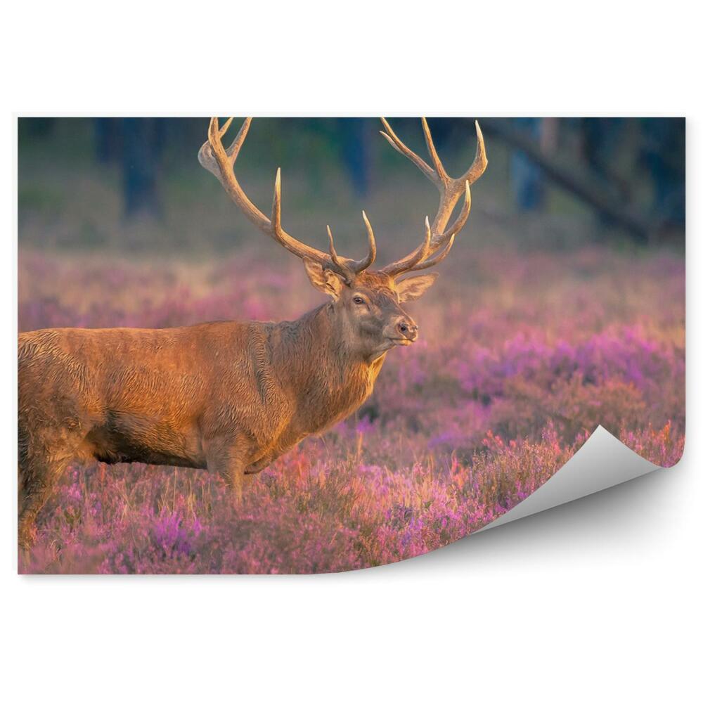 Fototapeta na zeď Samec jelena na vřesovišti