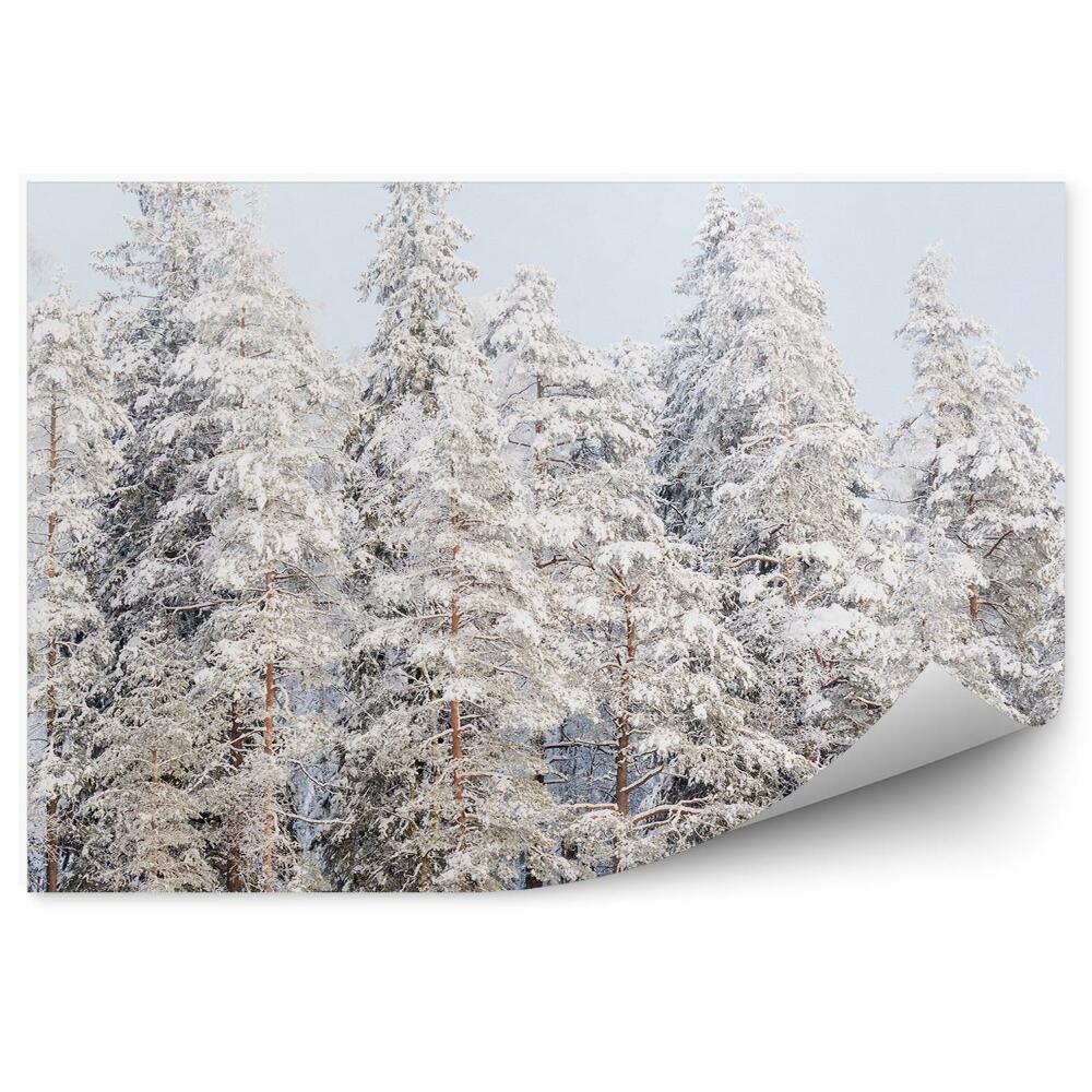 Fototapeta Sněžné Vrcholky