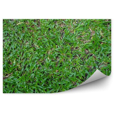 Fototapeta Zelená tráva příroda léto