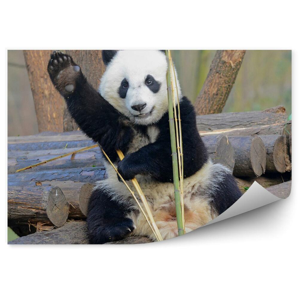 Fototapeta Mávající panda
