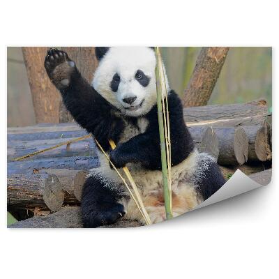 Fototapeta Mávající panda