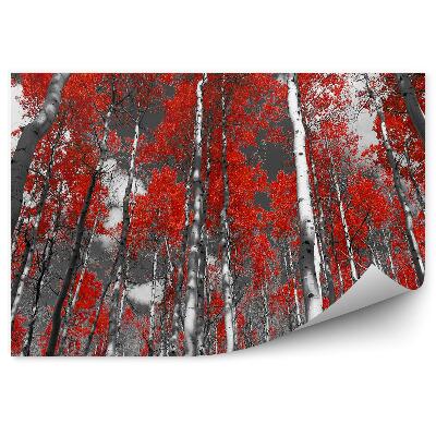 Samolepící fototapeta Barevný červený les bříz a topolů