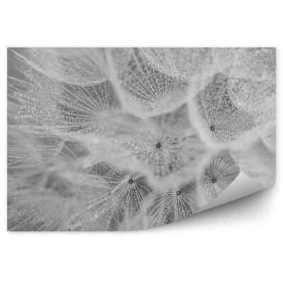 Fototapeta na zeď Pampeliška kapka rosy