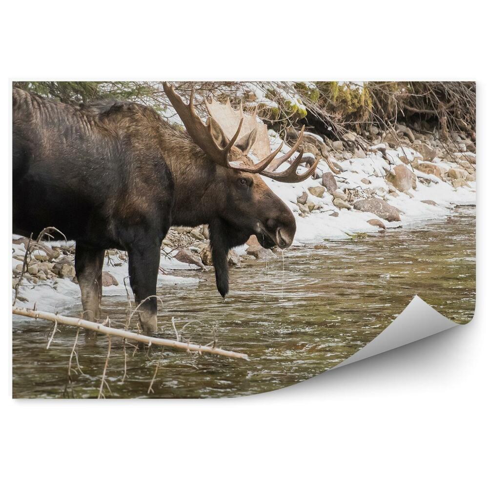 Fototapeta na zeď Losí samec a horský potok