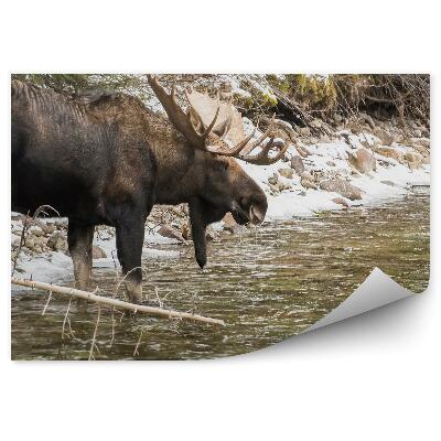 Fototapeta na zeď Losí samec a horský potok