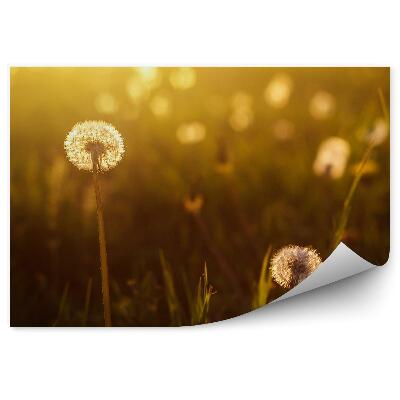 Fototapeta Luční pampelišky