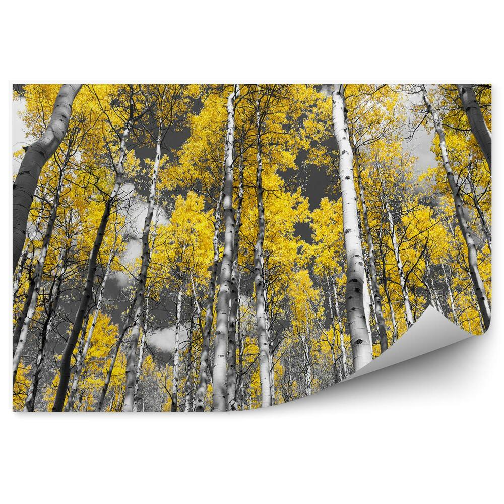 Fototapeta Barevná fotografie lesa bříz a topolů