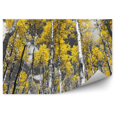 Fototapeta Barevná fotografie lesa bříz a topolů