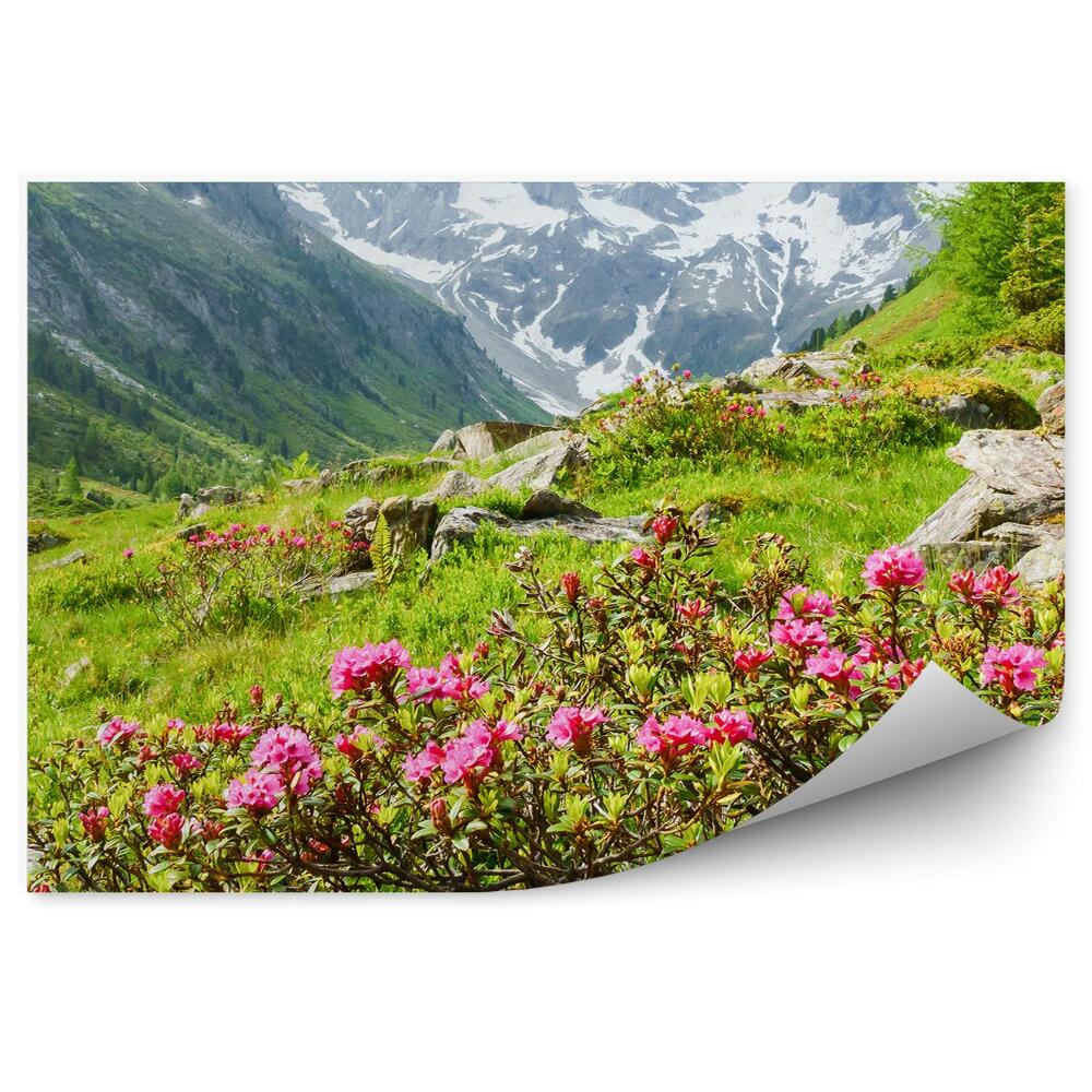 Fototapeta na zeď Panorama Alpy hory sníh jehličnaté stromy květiny rostliny skály