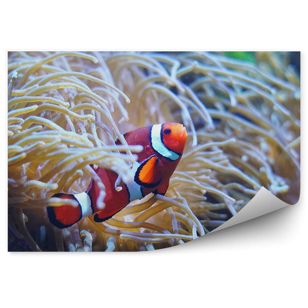 Fototapeta Sasanka ryba klaun podmořský svět