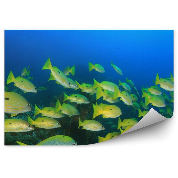 Fototapeta na zeď Hejno žlutých rybek