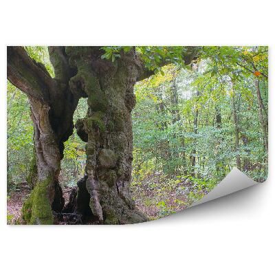 Fototapeta na zeď Stromy příroda vegetace zelené listy