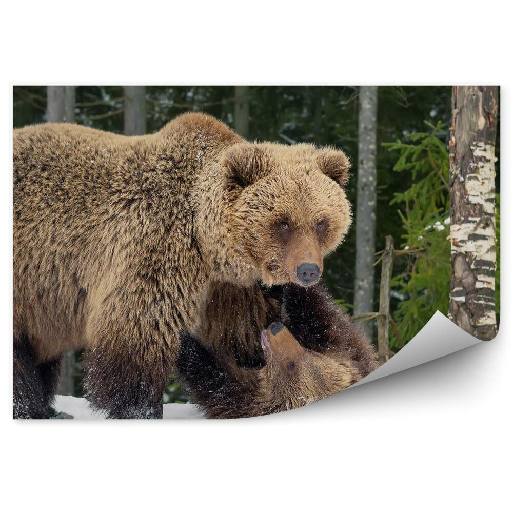 Fototapeta na zeď Medvěd grizzly hrající si na sněhu