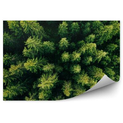 Samolepící fototapeta Pohled shora na les zelené vánoční stromky
