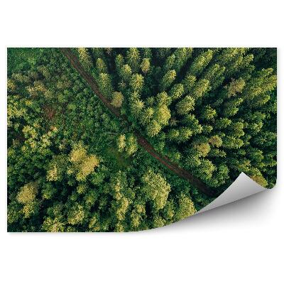 Fototapeta Perspektivní letecký pohled na zelené stromy