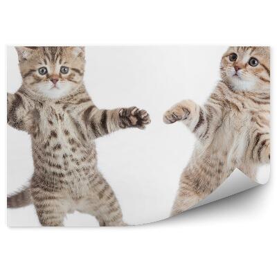 Fototapeta Dvě malé kočky tančící bílé pozadí