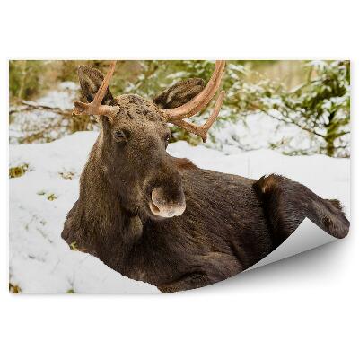 Samolepící fototapeta Los na sněhu