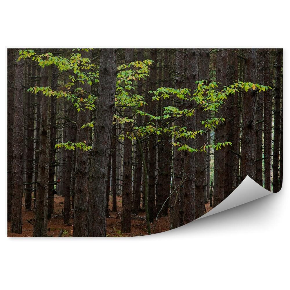 Samolepící fototapeta Javor lesní stromy