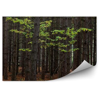 Samolepící fototapeta Javor lesní stromy