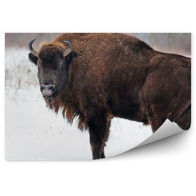 Fototapeta na zeď Zubr evropský na sněhu