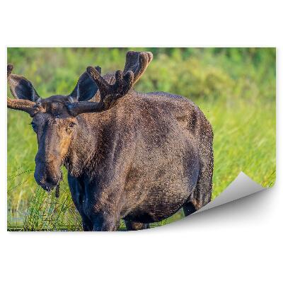 Fototapeta Los brodící se ve vodě