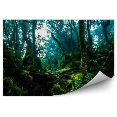 Samolepící fototapeta Jungle stezka s hustými zelenými stromy