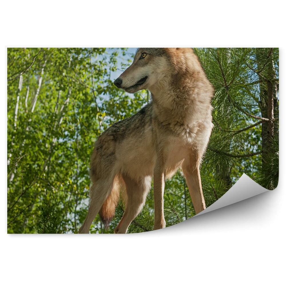 Samolepící fototapeta Vlk na skále lesní stromy