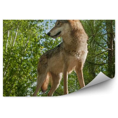 Samolepící fototapeta Vlk na skále lesní stromy