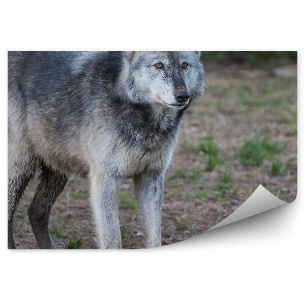Fototapeta Šedý vlk les strom příroda
