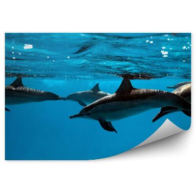 Fototapeta na zeď Delfíni pod vodou