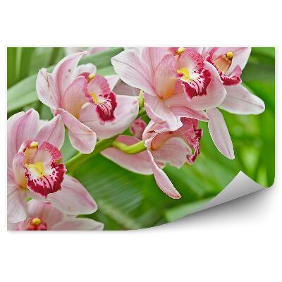 Fototapeta na zeď Růžové listy orchideje