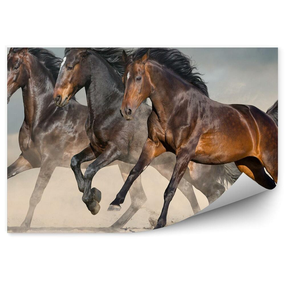 Fototapeta na zeď Divocí tmaví koně pouštní písečný prach