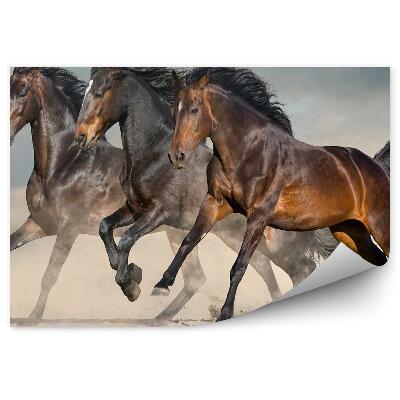 Fototapeta na zeď Divocí tmaví koně pouštní písečný prach