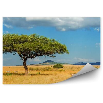 Fototapeta na zeď Pohledy na krajinu příroda strom zebra