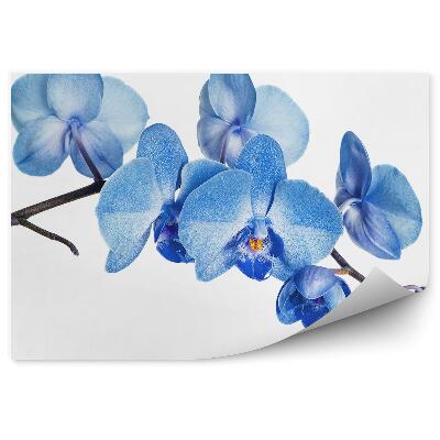 Samolepící fototapeta Modrá orchidej