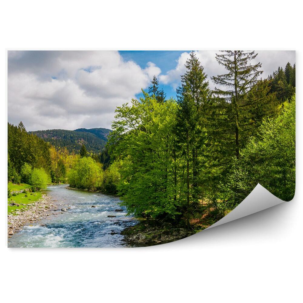 Fototapeta Zelené lesní stromy Vánoční stromky řeka