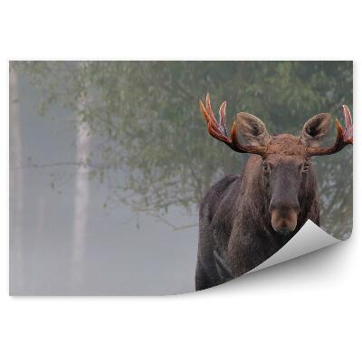 Samolepící fototapeta Losí samec v podzimní mlze