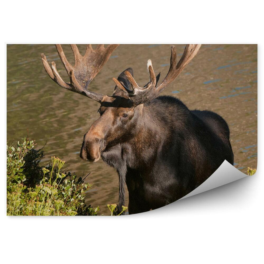 Samolepící fototapeta Los stojící na břehu řeky