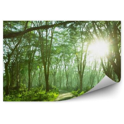 Fototapeta na zeď Džungle tropického lesa