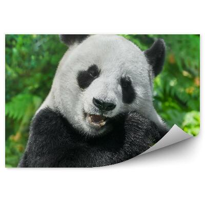 Fototapeta na zeď Jedící panda