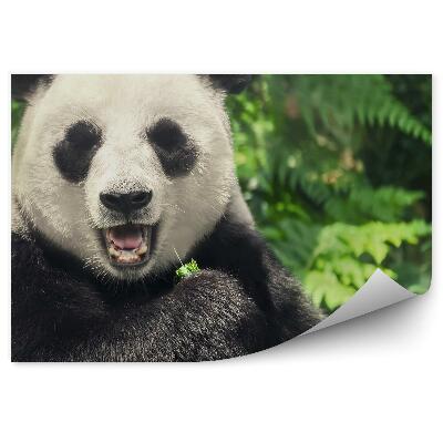 Samolepící fototapeta Čínská panda