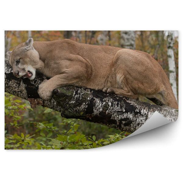 Samolepící fototapeta Puma stromy keře