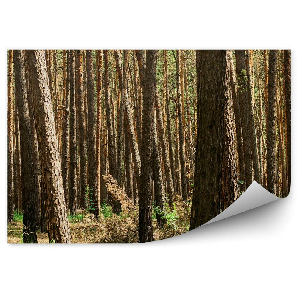 Samolepící fototapeta Jehličnatý lesní trávník